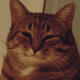 Kot.png