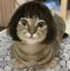 Koshka.png